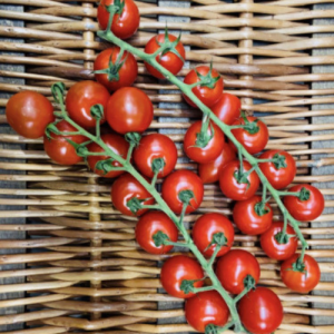 Baby Cherry Vine Tomato - 500g