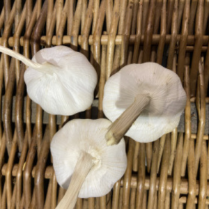 Bulbs of garlic x1