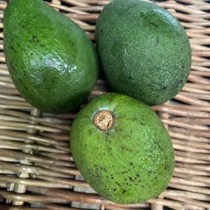 Avocados Green x 1