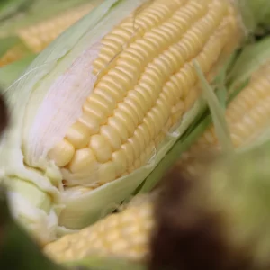 Corn on the Cob
