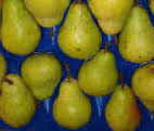 Pears Comice x 5